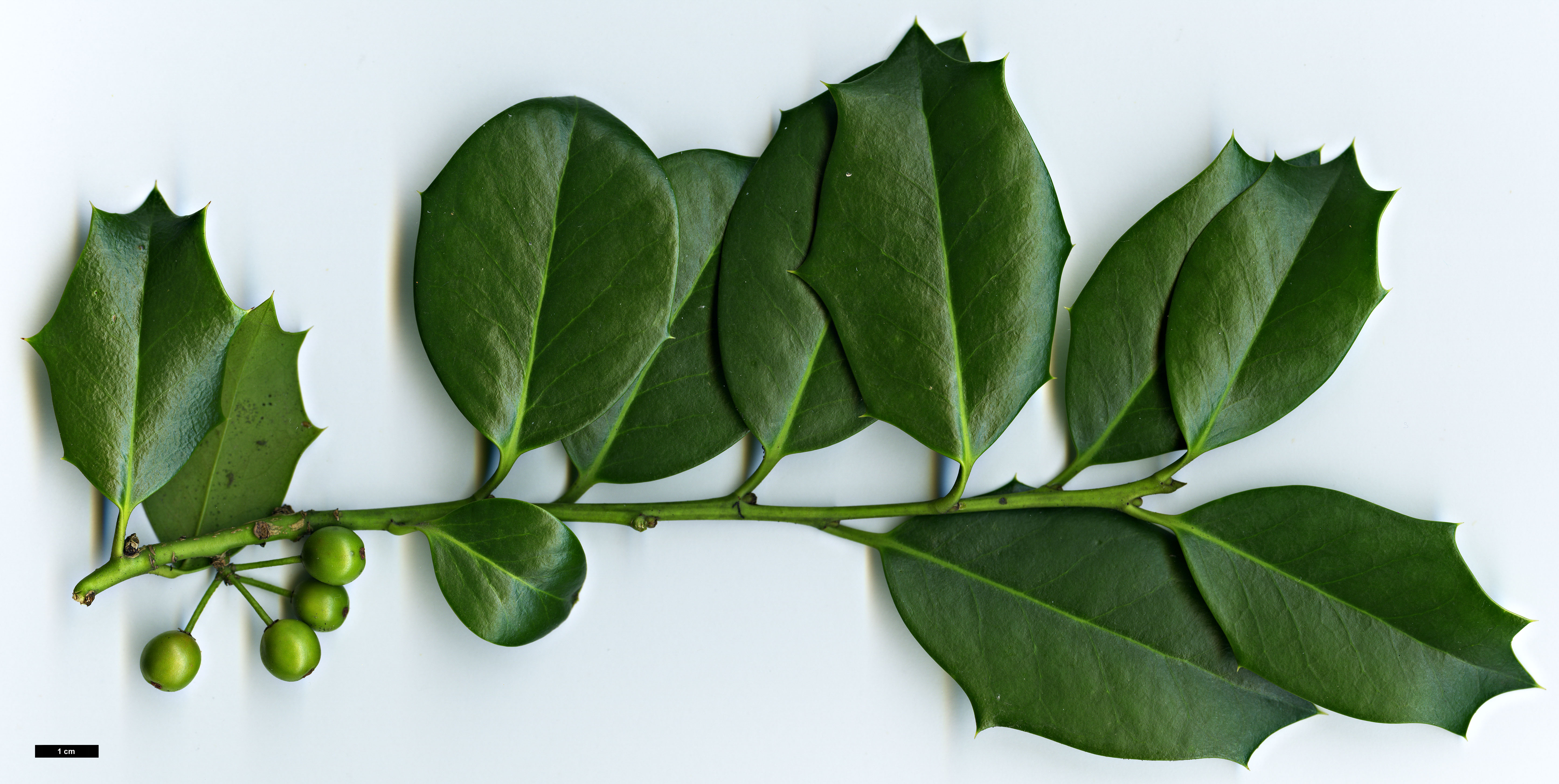 High resolution image: Family: Aquifoliaceae - Genus: Ilex - Taxon: aquifolium - SpeciesSub: × I.opaca